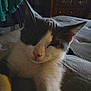 Bing is registered to the contest to win money with this photo: cat, sleeping, pet, feline, bed, domestic_animal, fur, whiskers, pink_nose, gray_and_white, close_up, indoor, relaxed, cute, animal, mammal, cozy, resting, soft, sleepy