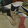 Bing joined the competition — help win amazing prizes! kitten, cat, gray, white, bed, quilt, furniture, drawer, indoor, cute, pet, animal, resting, paw, fur, cozy, curious, soft_light, domestic, sleepy
