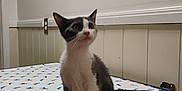Bing is registered to the contest to win money with this photo: cat, kitten, veterinary_clinic, examination_table, animal_print, black_and_white, indoor, pet, curious, wall_phone, portrait, tile_floor, panel_wall, sitting, young_animal, domestic_cat, pet_care, quiet, small_animal, clinic_room