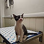 animal_print, black_and_white, cat, clinic_room, curious, domestic_cat, examination_table, indoor, kitten, panel_wall, pet, pet_care, portrait, quiet, sitting, small_animal, tile_floor, veterinary_clinic, wall_phone, young_animal