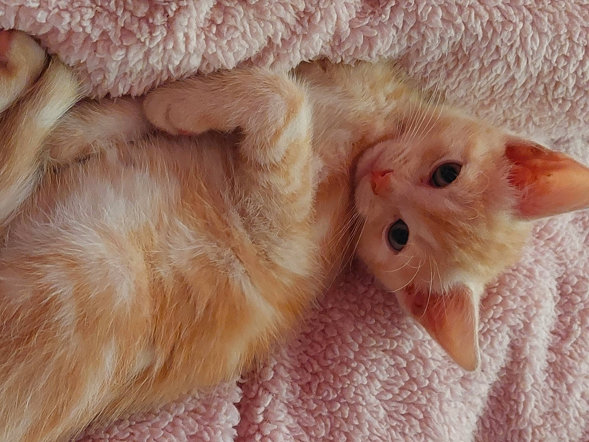 Donnie joined the competition — help win amazing prizes! carnivore, cat, claw, domestic_short_haired_cat, ear, fawn, felidae, fur, paw, small_to_medium_sized_cats, snout, tail, whiskers