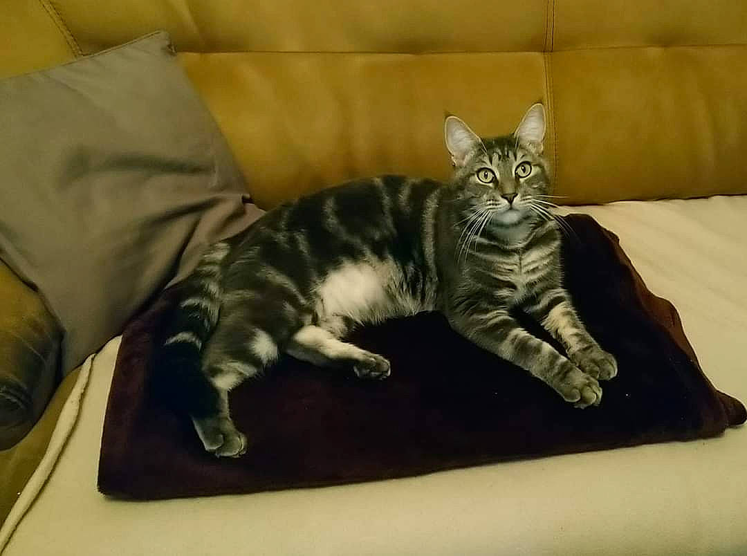 Yaya participe au concours pour gagner de l'argent avec cette photo : bed, carnivore, cat, claw, comfort, couch, domestic_short_haired_cat, felidae, fur, grey, linens, paw, room, small_to_medium_sized_cats, tail, terrestrial_animal, whiskers