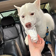 Elite is registered to the contest to win money with this photo: dog, white_dog, pet, car_interior, leather_seat, hand, plastic_cup, treat, licking, happy_dog, canine, seatbelt, blue_leash, closeup, animal, mammal, tongue_out, cute, indoor, vehicle