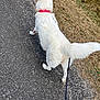 dog, white_dog, collar, leash, walking, pavement, grass, outdoor, pet, animal, fur, tail, canine, nature, daylight, path, walking_dog, side_view, summer, exercise