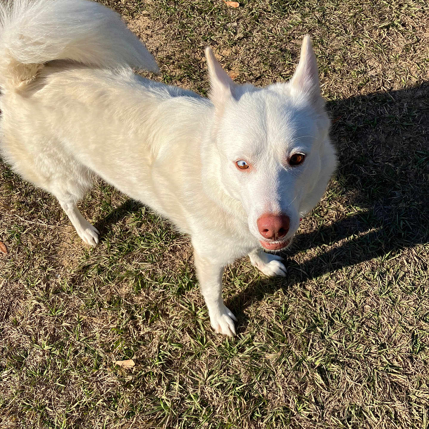 Elite joined the competition — help win amazing prizes! animal, blue_eye, brown_eye, canine, curious, daylight, dog, ears_up, fluffy_tail, grass, heterochromia, looking_up, mammal, nature, outdoor, pet, shadow, standing, sunlight, white_dog