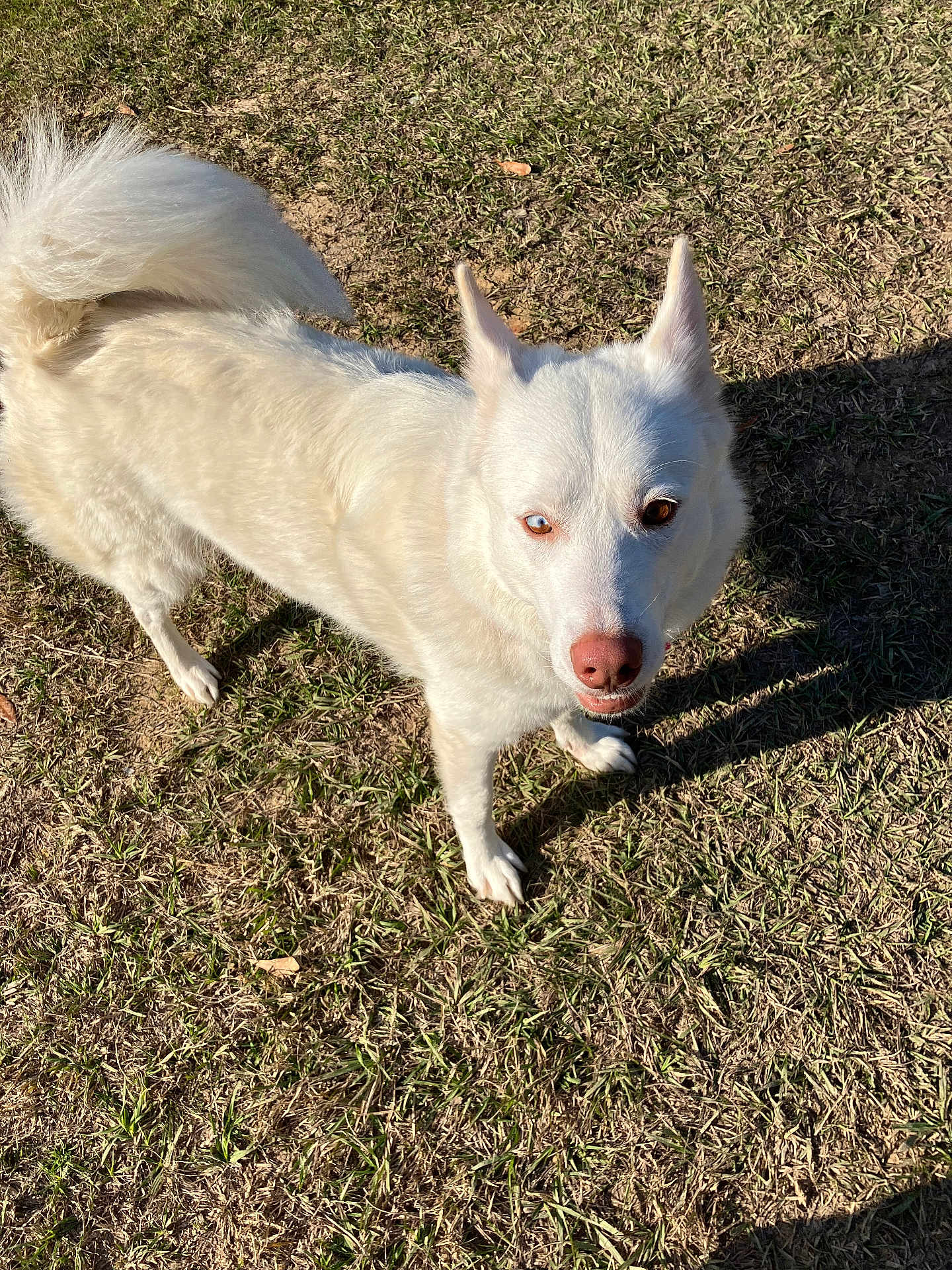 Elite joined the competition — help win amazing prizes! dog, white_dog, heterochromia, blue_eye, brown_eye, outdoor, grass, sunlight, shadow, curious, pet, animal, canine, fluffy_tail, standing, looking_up, nature, daylight, mammal, ears_up