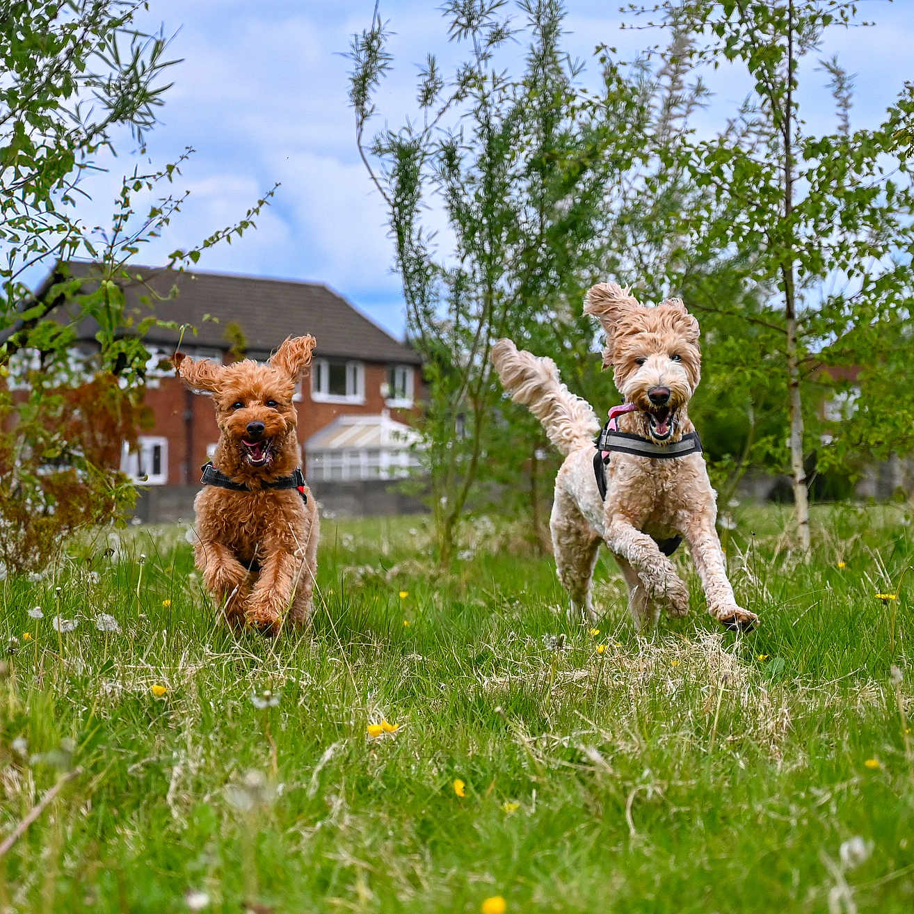 Betsy And Barney is registered to the contest to win money with this photo: airedale, animal, architecture, building, canine, countryside, dog, field, grass, grassland, meadow, nature, outdoors, pet, plant, rural, shelter, terrier, tree, vegetation