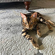 Thor is registered to the contest to win money with this photo: cat, bengal_cat, animal, pet, feline, carpet, indoor, fur, pattern, striped, spotted, ears, whiskers, paw, relaxed, alert, floor, furniture_leg, domestic, curious