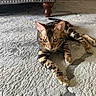 cat, bengal_cat, animal, pet, feline, carpet, indoor, fur, pattern, striped, spotted, ears, whiskers, paw, relaxed, alert, floor, furniture_leg, domestic, curious