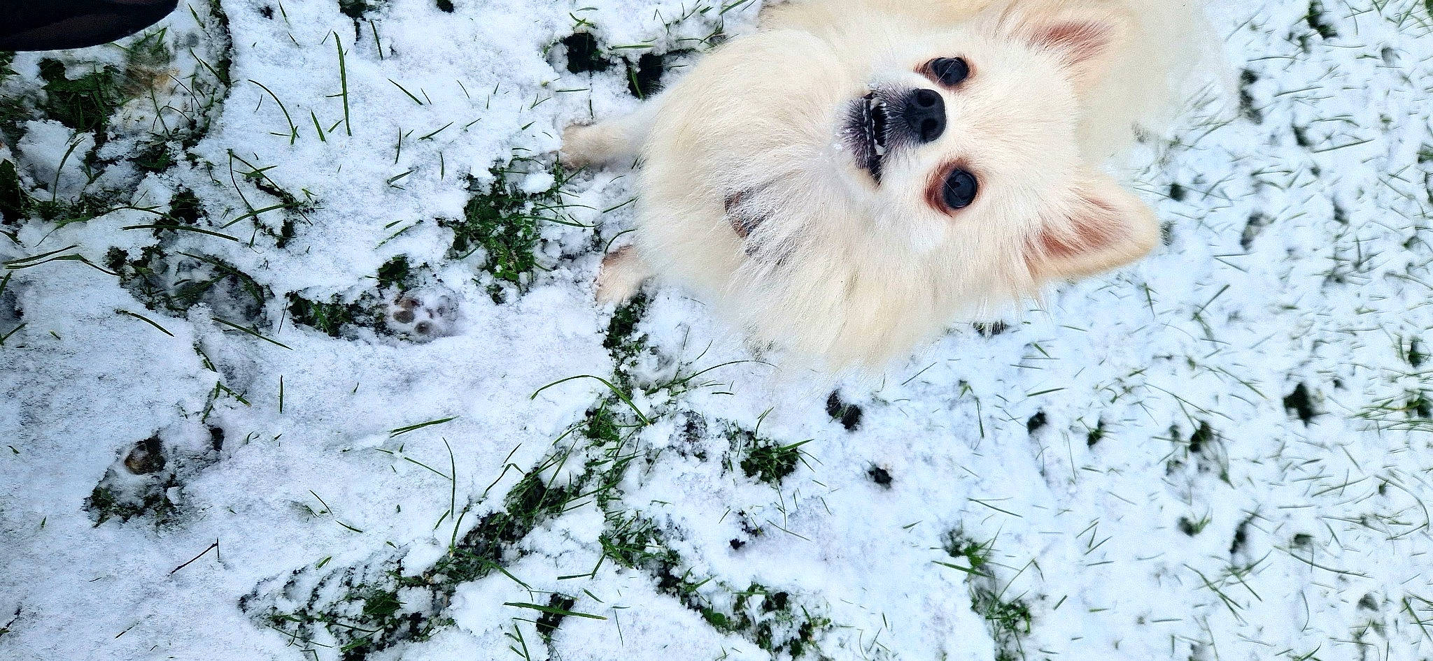 Neyla participe au concours pour gagner de l'argent avec cette photo : canidae, carnivore, companion_dog, dog_breed, fawn, freezing, fruit, fur, grass, non_sporting_group, plant, precipitation, snout, snow, tail, terrestrial_animal, twig, whiskers, winter