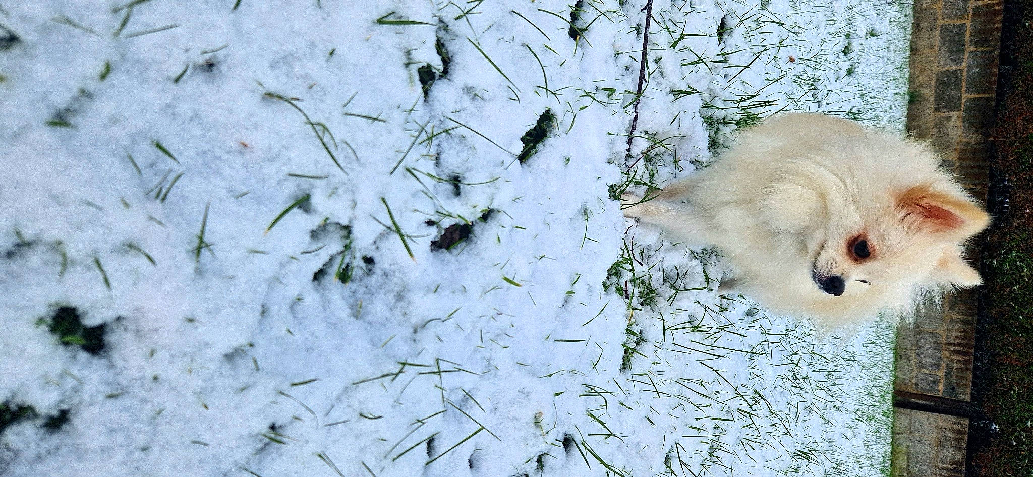 Neyla a rejoint le concours — aidez-le/la à gagner de superbes lots ! art, beak, bird, branch, feather, freezing, frost, fur, grass, pattern, perching_bird, plant, precipitation, snow, tail, tree, twig, wildlife, wing, winter