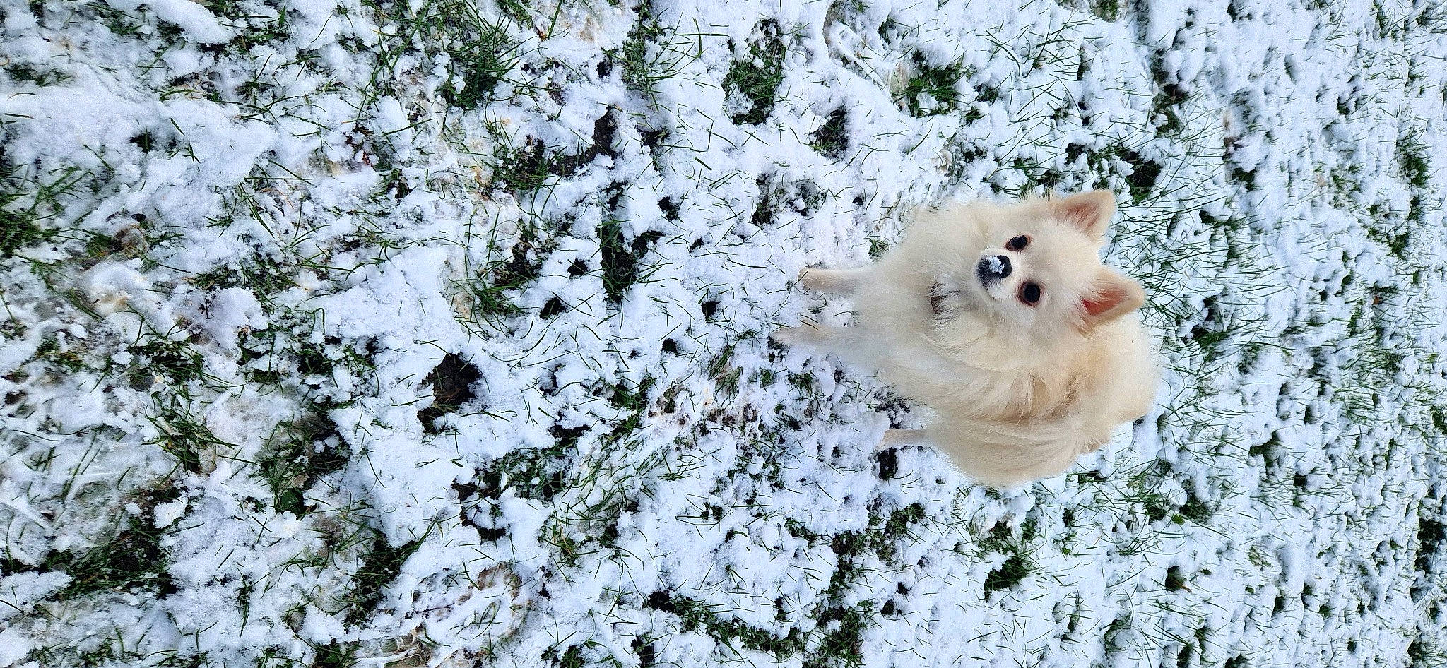 Neyla a rejoint le concours — aidez-le/la à gagner de superbes lots ! canidae, carnivore, companion_dog, dog, dog_breed, event, fawn, felidae, freezing, frost, fur, german_spitz_mittel, plant, snout, snow, spitz, sporting_group, twig, whiskers, winter