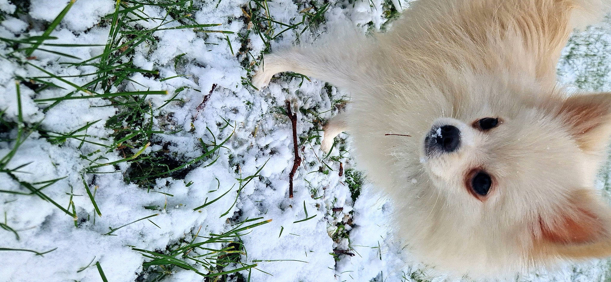 Neyla a rejoint le concours — aidez-le/la à gagner de superbes lots ! art, canidae, carnivore, companion_dog, dog, dog_breed, eyelash, fawn, freezing, fur, grass, plant, precipitation, snout, snow, terrestrial_animal, toy_dog, twig, whiskers, winter