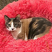 Angel is registered to the contest to win money with this photo: cat, calico_cat, pet, animal, feline, fluffy_bed, pink, cozy, indoor, carpet, wooden_furniture, fur, alert, curious, resting, comfort, domestic_animal, cute, portrait, home