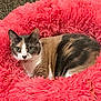 cat, calico_cat, pet, animal, feline, fluffy_bed, pink, cozy, indoor, carpet, wooden_furniture, fur, alert, curious, resting, comfort, domestic_animal, cute, portrait, home