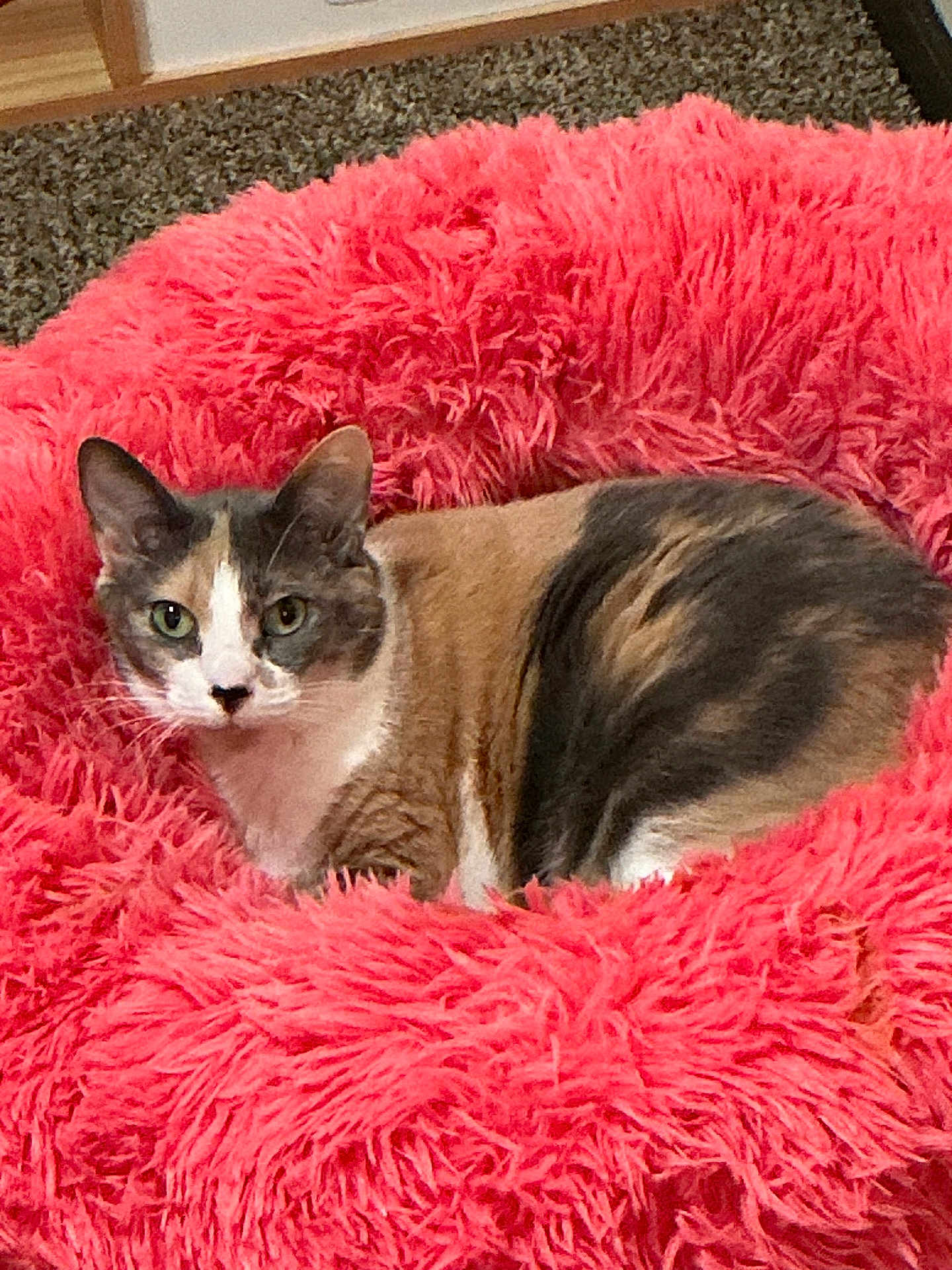 Angel is registered to the contest to win money with this photo: cat, calico_cat, pet, animal, feline, fluffy_bed, pink, cozy, indoor, carpet, wooden_furniture, fur, alert, curious, resting, comfort, domestic_animal, cute, portrait, home