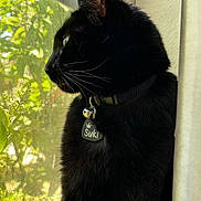 Suki joined the competition — help win amazing prizes! cat, black_cat, pet, animal, window, collar, tag, indoor, looking_out, whiskers, fur, daylight, nature, greenery, mesh_screen, profile, curtain, domestic_animal, close_up, quiet