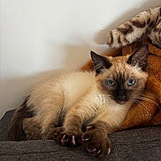 Ayla a rejoint le concours — aidez-le/la à gagner de superbes lots ! cat, kitten, siamese, stretching, claws, blue_eyes, fur, whiskers, ears, tail, plush, blanket, cozy, indoor, pet, animal, resting, curious, feline, soft