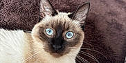 Ayla participe au concours pour gagner de l'argent avec cette photo : cat, siamese_cat, blue_eyes, animal, pet, feline, whiskers, fur, indoor, blanket, brown, white, cute, portrait, relaxed, closeup, domestic_animal, mammal, looking_at_camera, soft_texture