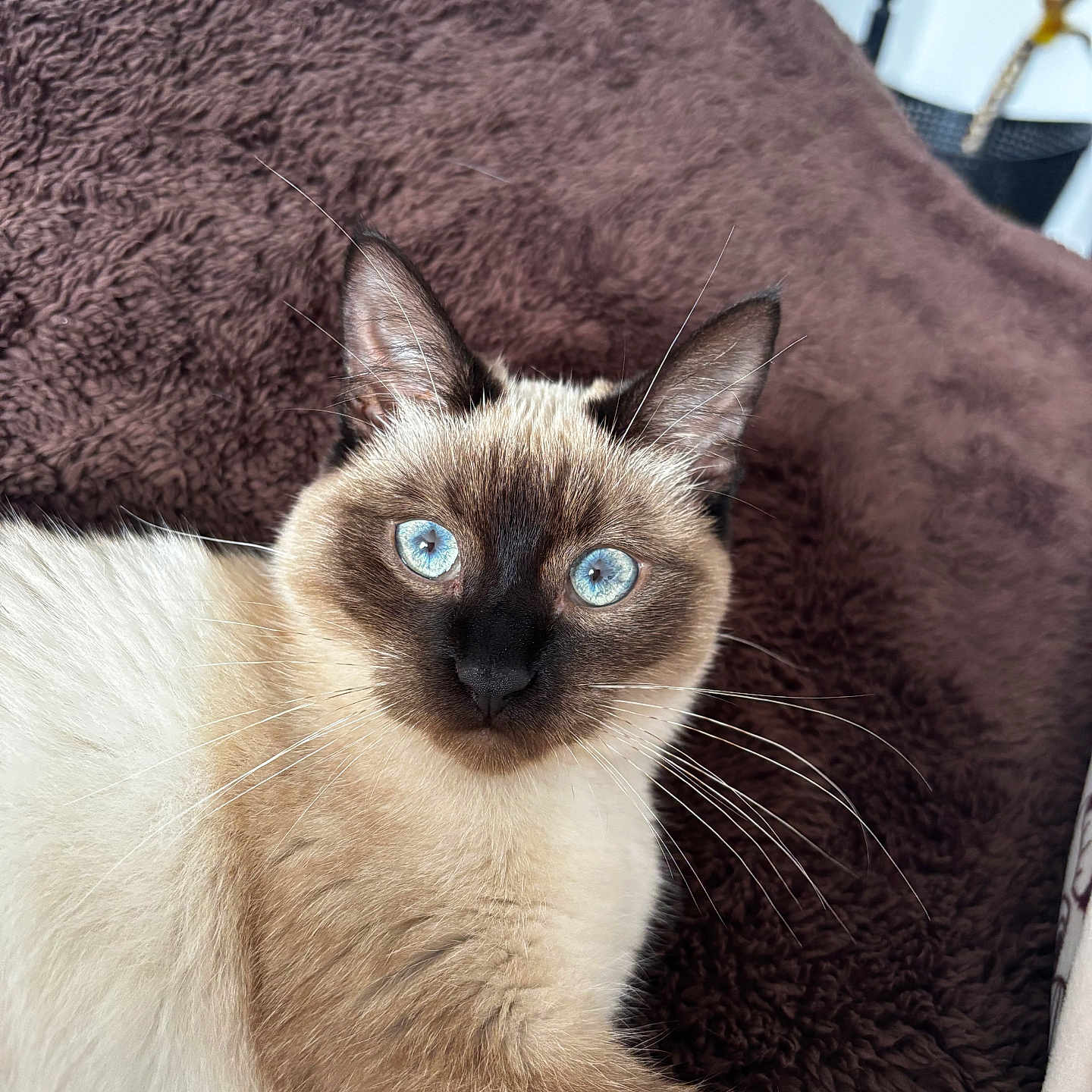 Ayla participe au concours pour gagner de l'argent avec cette photo : animal, blanket, blue_eyes, brown, cat, closeup, cute, domestic_animal, feline, fur, indoor, looking_at_camera, mammal, pet, portrait, relaxed, siamese_cat, soft_texture, whiskers, white