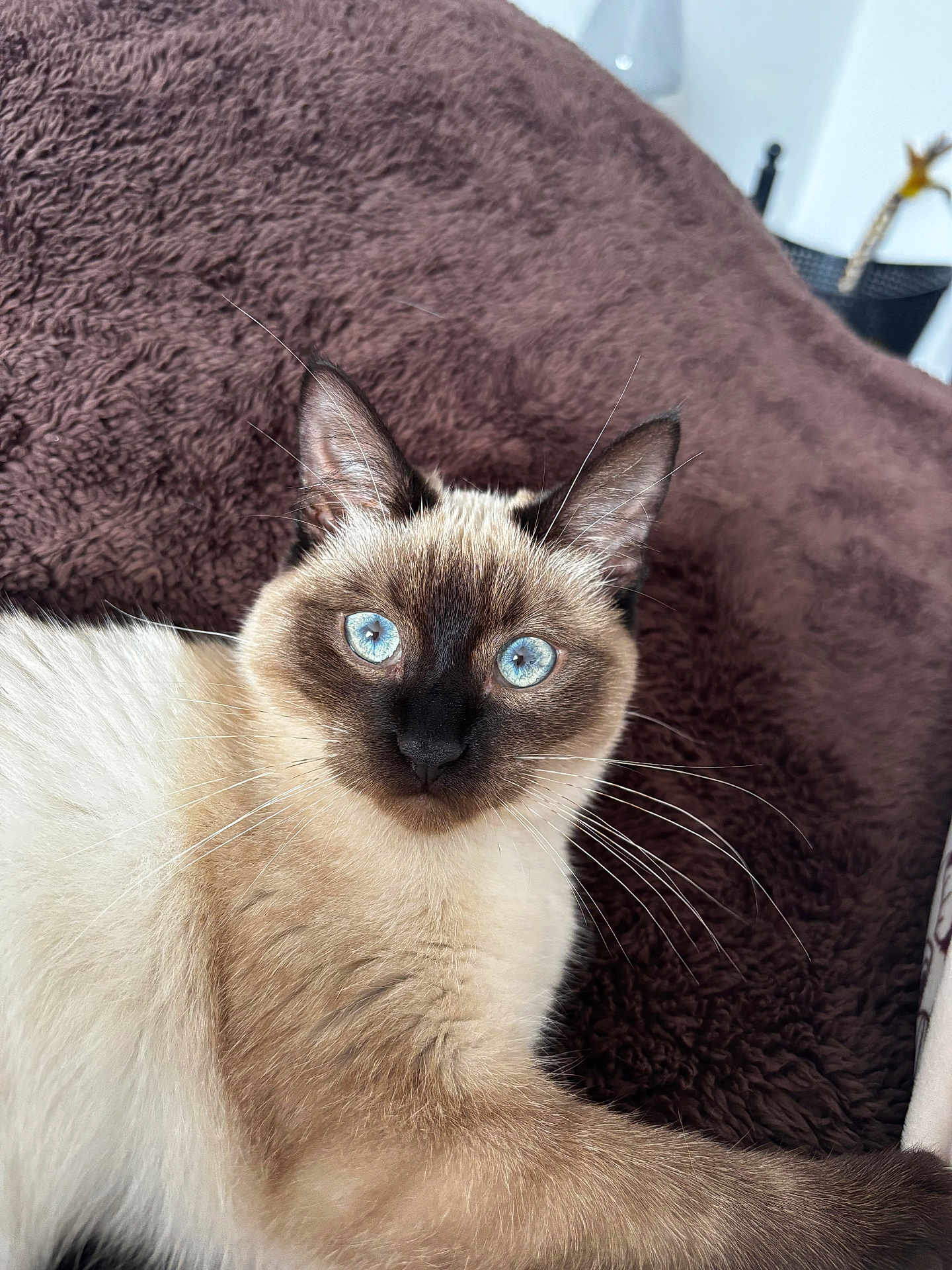 Ayla participe au concours pour gagner de l'argent avec cette photo : cat, siamese_cat, blue_eyes, animal, pet, feline, whiskers, fur, indoor, blanket, brown, white, cute, portrait, relaxed, closeup, domestic_animal, mammal, looking_at_camera, soft_texture