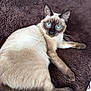 Ayla participe au concours pour gagner de l'argent avec cette photo : cat, siamese_cat, blue_eyes, pet, animal, feline, fur, whiskers, relaxing, indoor, blanket, brown, soft_texture, cute, looking_at_camera, paw, tail, laying_down, close_up, domestic_animal