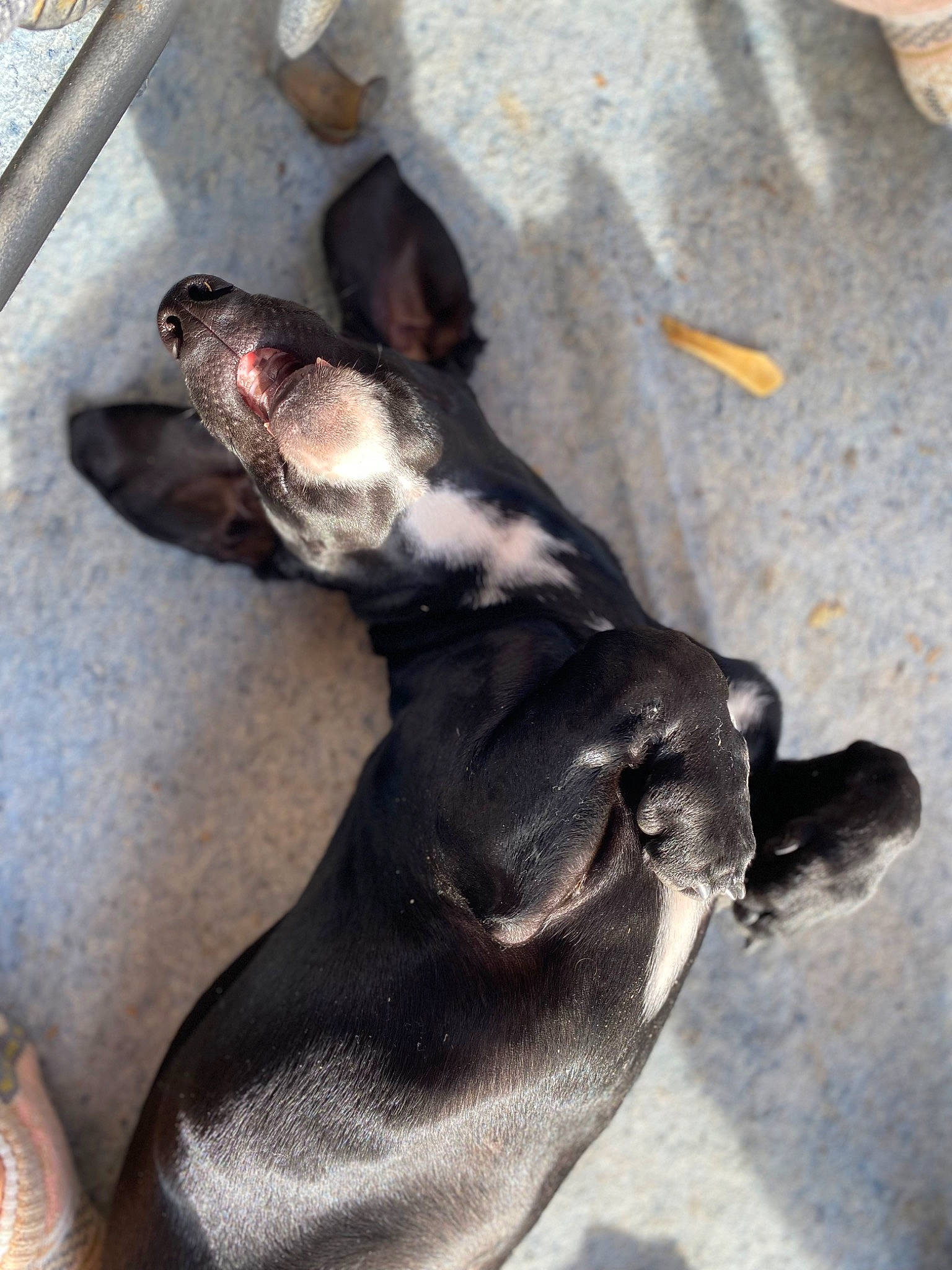 Murphy is registered to the contest to win money with this photo: canidae, carnivore, comfort, companion_dog, dog, dog_breed, ear, fawn, fur, non_sporting_group, snout, sporting_group, tail, terrestrial_animal, whiskers, working_animal