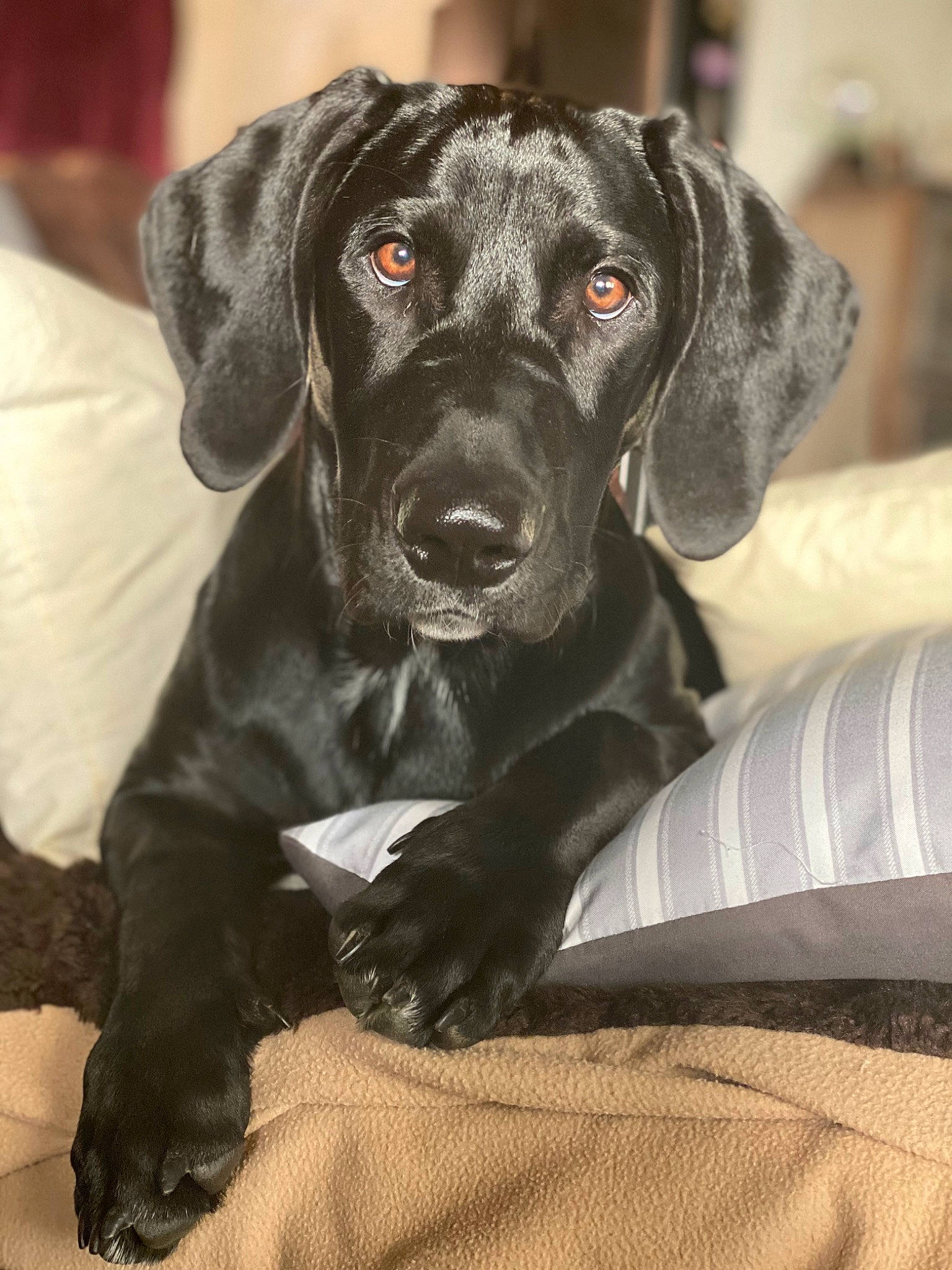 Murphy joined the competition — help win amazing prizes! borador, canidae, carnivore, comfort, companion_dog, dog, dog_breed, dog_collar, fur, gun_dog, hunting_dog, liver, snout, sporting_group, whiskers, working_animal