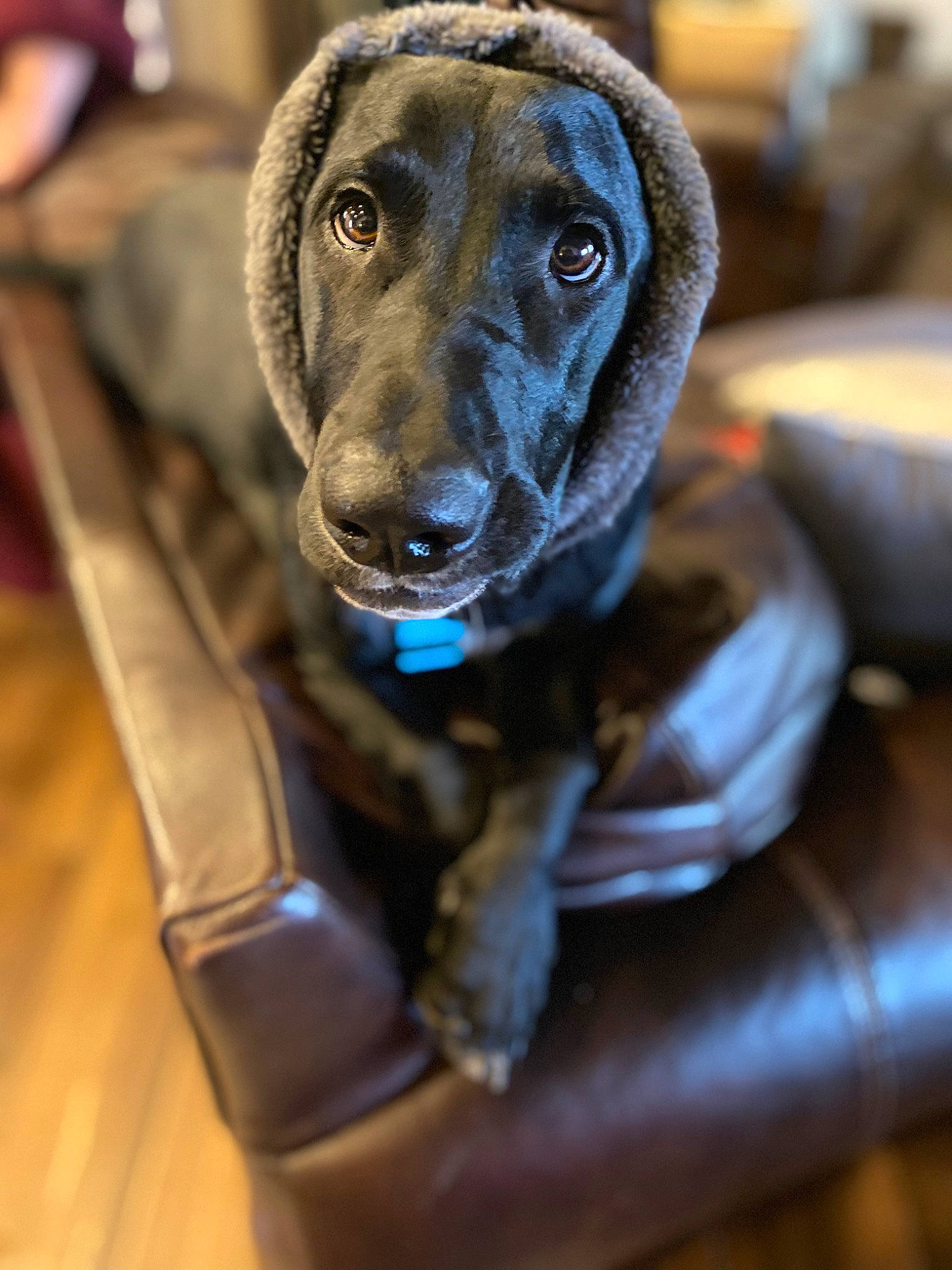 Murphy is registered to the contest to win money with this photo: borador, canidae, carnivore, collar, companion_dog, dog, dog_breed, dog_collar, electric_blue, fawn, fur, gun_dog, hunting_dog, non_sporting_group, pet_supply, whiskers, working_animal