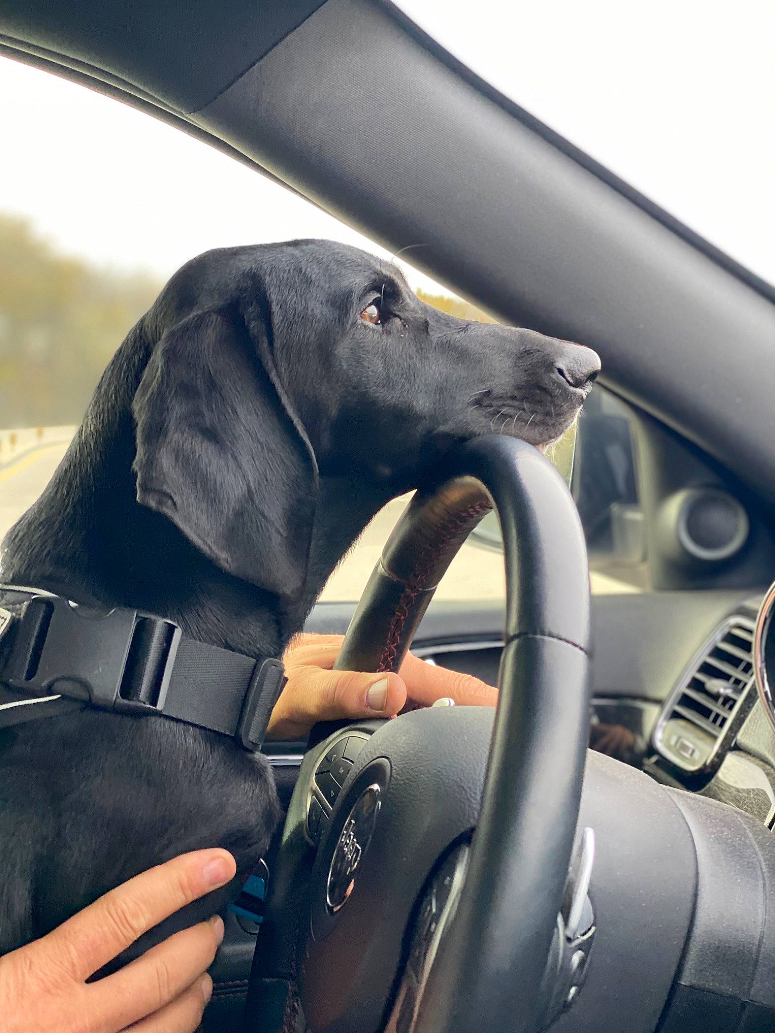 Murphy is registered to the contest to win money with this photo: auto_part, automotive_design, automotive_exterior, automotive_tire, car, car_seat, carnivore, dog, dog_breed, family_car, mammal, motor_vehicle, personal_luxury_car, sky, steering_part, steering_wheel, vehicle, vehicle_door, window, windshield