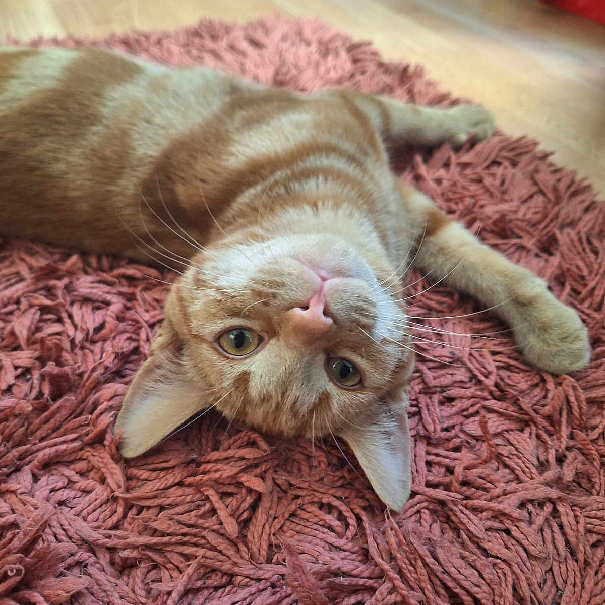 Wotsits joined the competition — help win amazing prizes! abyssinian, animal, blanket, cat, cushion, face, hardwood, head, homedecor, indoors, interiordesign, kitten, manx, person, pet, photography, portrait, quilt, rug, wood