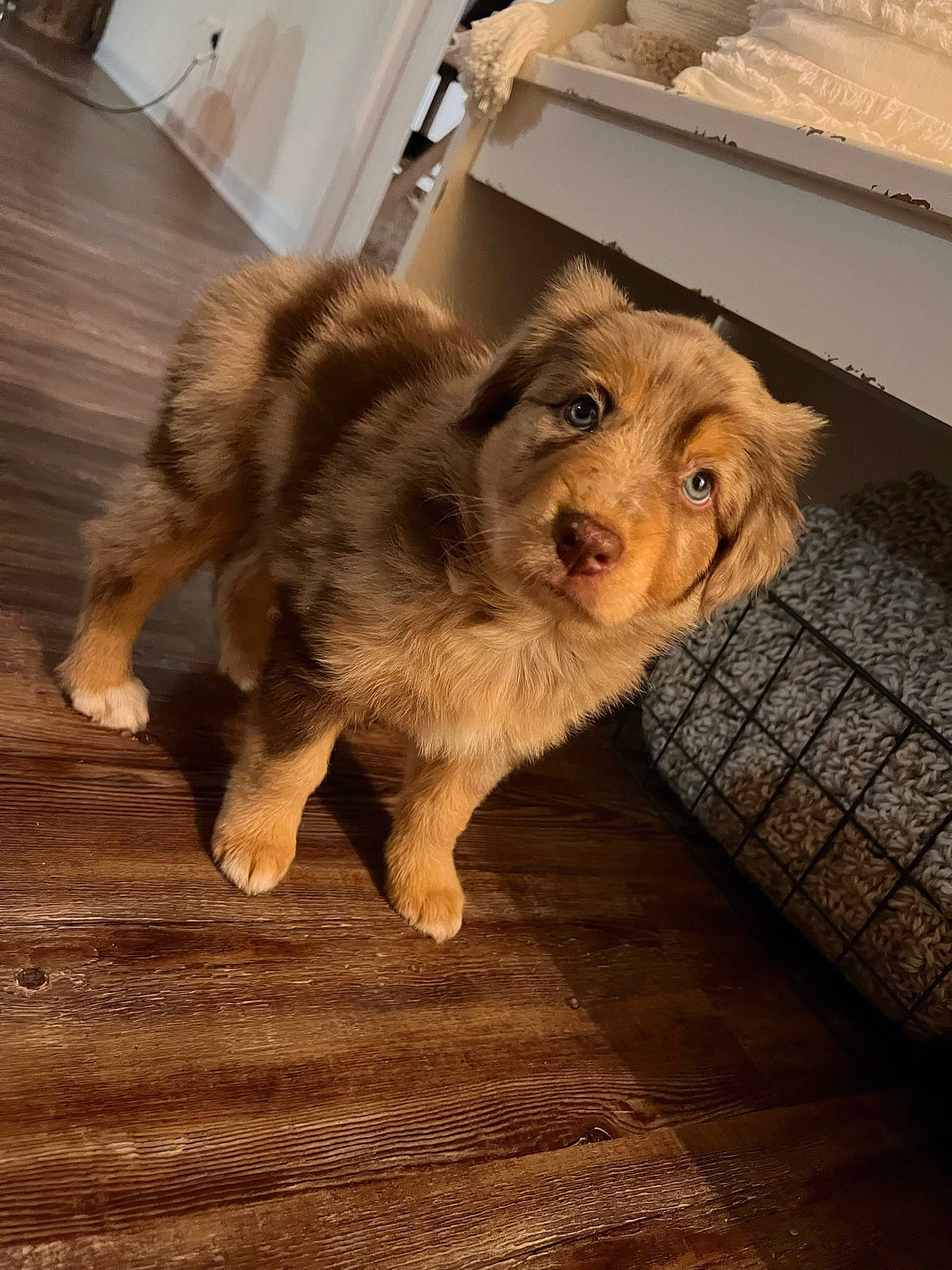 Ella June joined the competition — help win amazing prizes! canidae, carnivore, companion_dog, dog, dog_breed, door, fawn, floor, flooring, fur, hardwood, paw, snout, sporting_group, tail, terrestrial_animal, terrier, whiskers, wood, working_animal