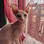 Thor a rejoint le concours — aidez-le/la à gagner de superbes lots ! sphynx_cat, hairless_cat, cat, pet, blue_eyes, ears, wrinkles, window, curtains, pink_curtains, sheer_fabric, fluffy_surface, indoor, feline, animal, domestic_cat, sitting, looking_at_camera, soft_light, closeup