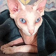 Thor participe au concours pour gagner de l'argent avec cette photo : sphynx_cat, blue_eyes, cat, pet, hairless_cat, blanket, cozy, indoor, feline, closeup, resting, animal, looking, ears, whiskers, texture, patterned_wall, soft_fabric, pink_skin, curious