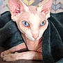 sphynx_cat, blue_eyes, cat, pet, hairless_cat, blanket, cozy, indoor, feline, closeup, resting, animal, looking, ears, whiskers, texture, patterned_wall, soft_fabric, pink_skin, curious