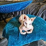 sphynx_cat, blue_eyes, cat, pet, indoor, cushion, blue, furniture, sofa, cozy, animal, hairless_cat, relaxing, portrait, domestic, resting, closeup, feline, home, comfortable