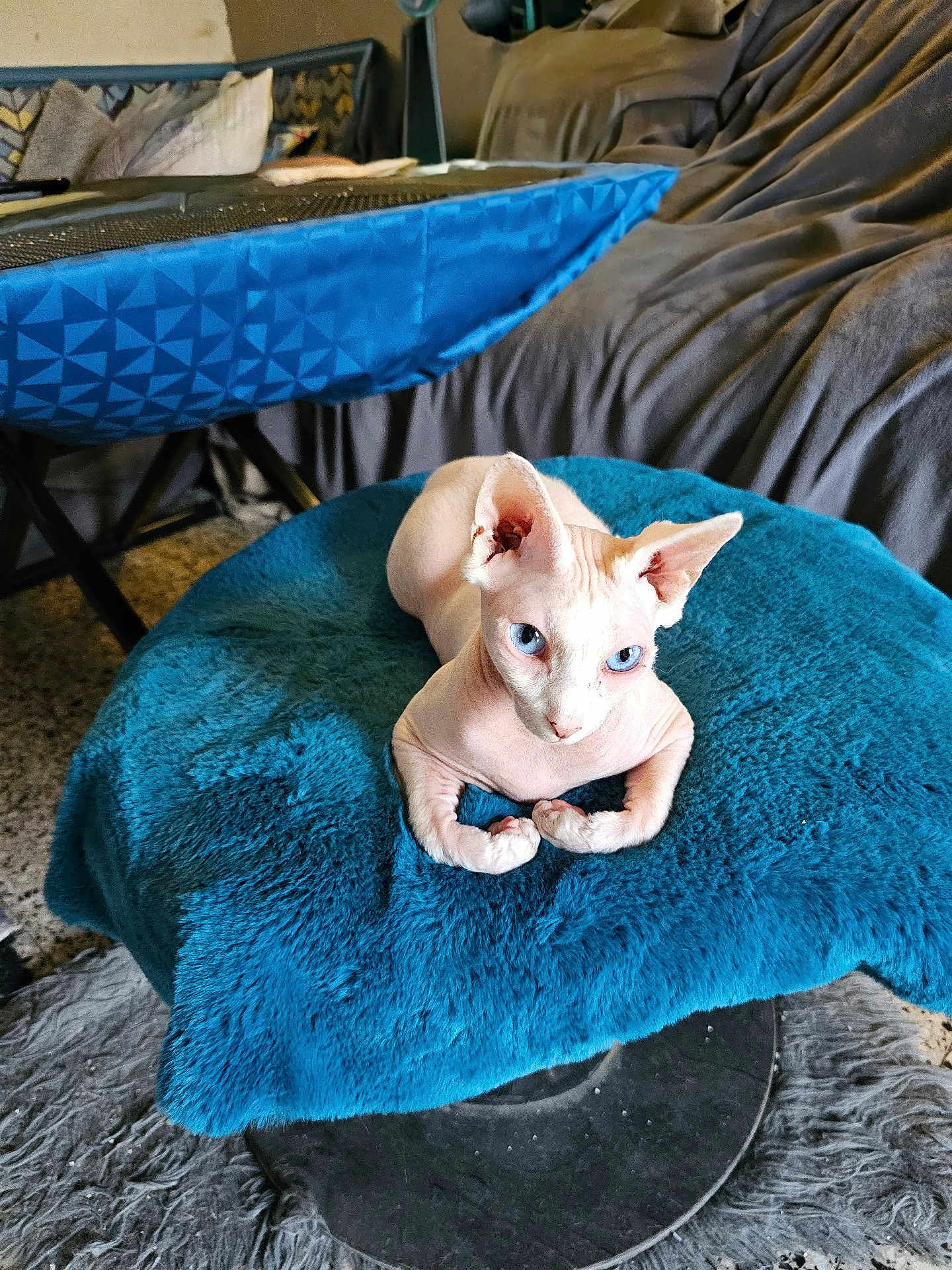 Thor participe au concours pour gagner de l'argent avec cette photo : sphynx_cat, blue_eyes, cat, pet, indoor, cushion, blue, furniture, sofa, cozy, animal, hairless_cat, relaxing, portrait, domestic, resting, closeup, feline, home, comfortable
