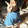 Thor participe au concours pour gagner de l'argent avec cette photo : sphynx_cat, cat, blue_sweater, bed, blanket, pillow, indoor, sunlight, shadow, feline, animal, pet, hairless_cat, cozy, relaxed, curious, black_cat, table, room, domestic
