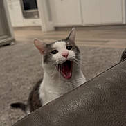 Snowflake joined the competition — help win amazing prizes! animal, blurred, carpet, cat, cute, domestic, ears, feline, floor, fur, home, indoor, kitchen, leather_couch, mammal, mouth_open, pet, tail, whiskers, yawning