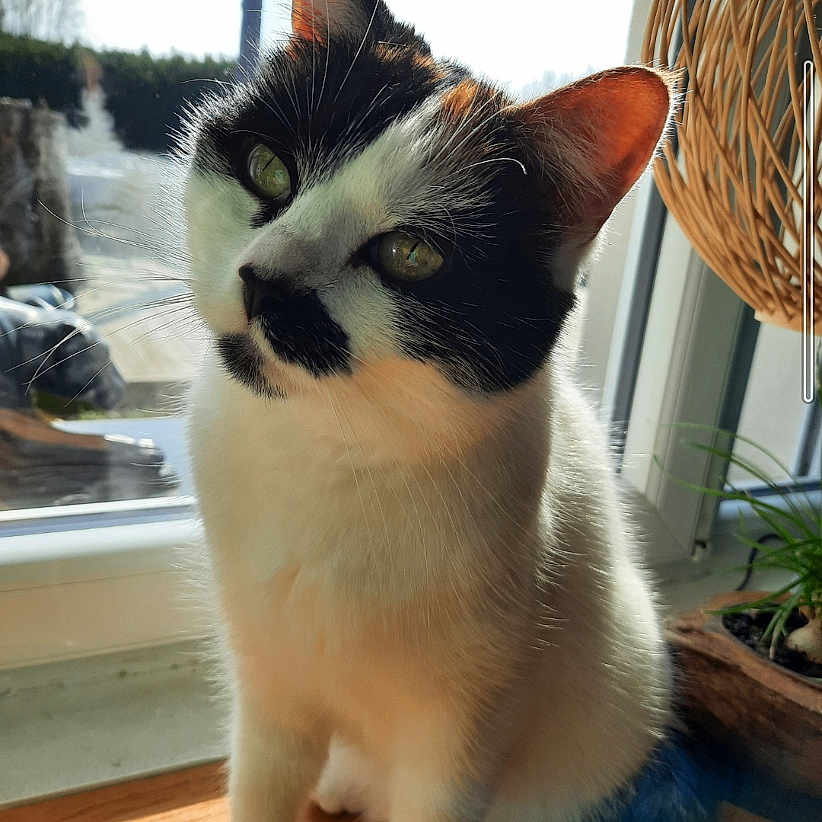 Naya