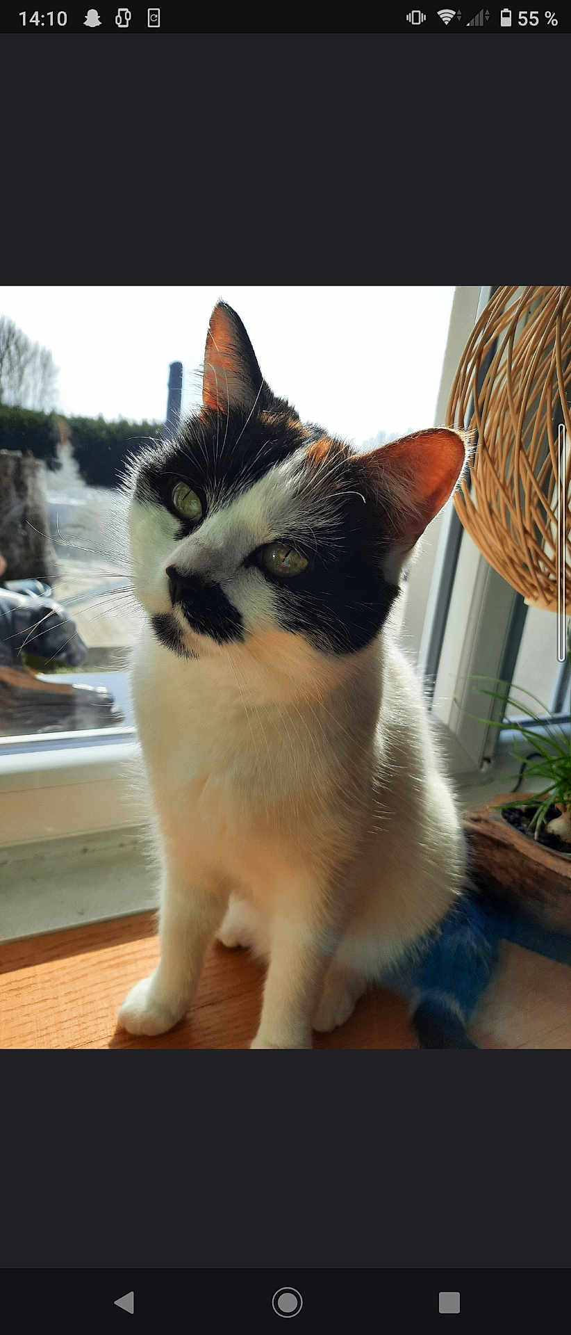Naya