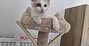 Arya participe au concours pour gagner de l'argent avec cette photo : kitten, cat, blue_eyes, white_fur, cream_fur, sitting, lounging, cat_tree, scratching_post, pet, indoor, home, wooden_furniture, radiator, toy, plaything, cute, animal_portrait, whiskers, ears