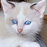 Arya participe au concours pour gagner de l'argent avec cette photo : kitten, cat, white_fur, blue_eyes, fluffy, cute, pet, animal, feline, portrait, close_up, sitting, lounging, couch, indoor, home, gray_cushion, whiskers, pink_nose, alert