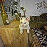 Arya a rejoint le concours — aidez-le/la à gagner de superbes lots ! cat, kitten, pet, animal, white_fur, blue_eyes, collar, sitting, indoors, living_room, table, wood, sofa, couch, houseplant, bottle, rug, home_decor, portrait, cute