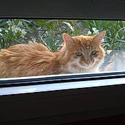 Walle a rejoint le concours — aidez-le/la à gagner de superbes lots ! animal, cat, closeup, curious, daylight, ears, feline, flowers, fluffy, fur, ginger_cat, glass, greenery, looking, nature, outdoor, pet, plants, whiskers, window