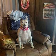 Punky is registered to the contest to win money with this photo: dog, recliner, chair, brown, collar, blanket, curtain, wood_paneling, sign, vintage_sign, carpet, indoor, pet, happy, sitting, furniture, home, decor, smiling, domestic_animal
