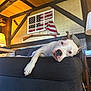 dog, lounge, couch, indoor, lamp, wood_beams, flag, rifle, wall, home, relaxed, pet, furniture, resting, animal, cozy, living_room, white_dog, black_spots, ear_up