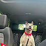 Punky joined the competition — help win amazing prizes! dog, pet, car_interior, backseat, red_collar, leash, happy, tongue_out, ears_up, seated, black_seat, quilted_cover, window, daylight, snack_box, animal, canine, domestic_animal, transportation, road_trip