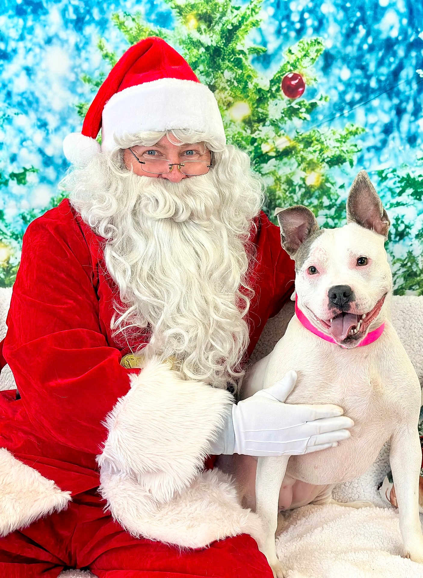 Punky is registered to the contest to win money with this photo: santa_claus, dog, white_dog, pink_collar, christmas_tree, holiday, festive, beard, red_suit, white_gloves, smiling_dog, indoor, portrait, happy, festive_background, decorations, human, pet, seated, celebration