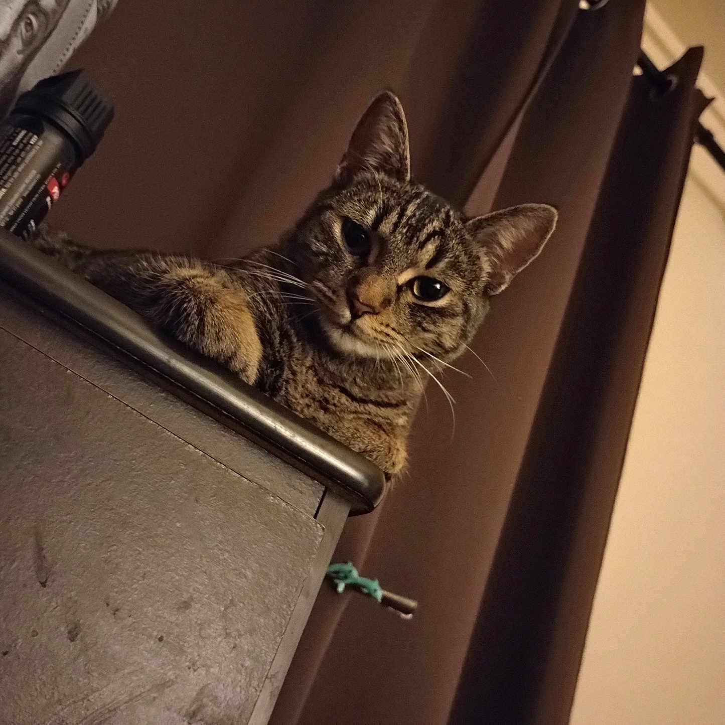 Bushie joined the competition — help win amazing prizes! abyssinian, animal, cat, closet, computer, couch, curtain, electronics, furniture, hardware, hardwood, homedecor, kitten, laptop, manx, pc, pet, shelf, windowshade, wood